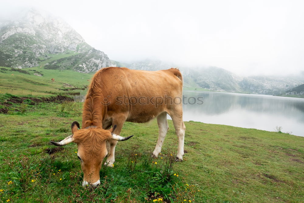 Similar – crooked cow Alps Animal