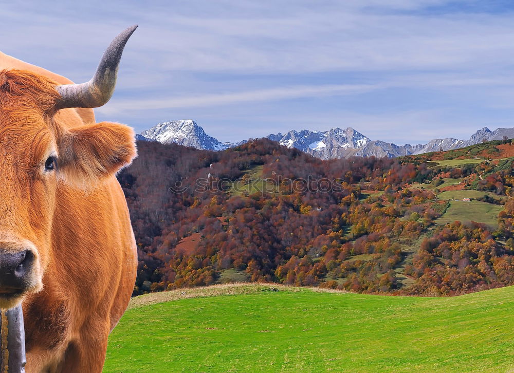 Similar – mountain cow Cow Animal