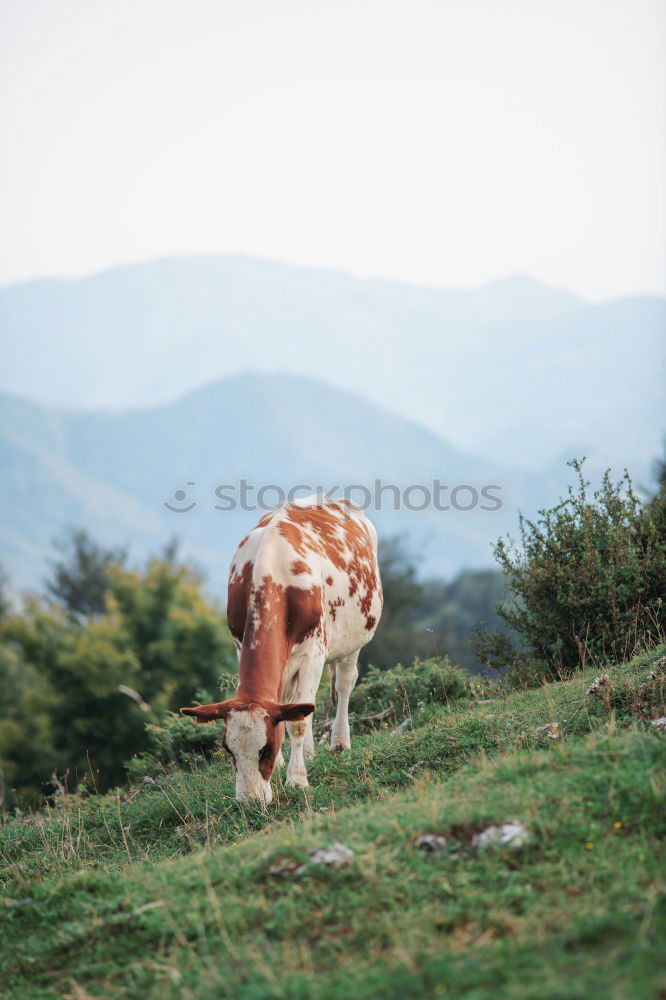 Similar – crooked cow Alps Animal