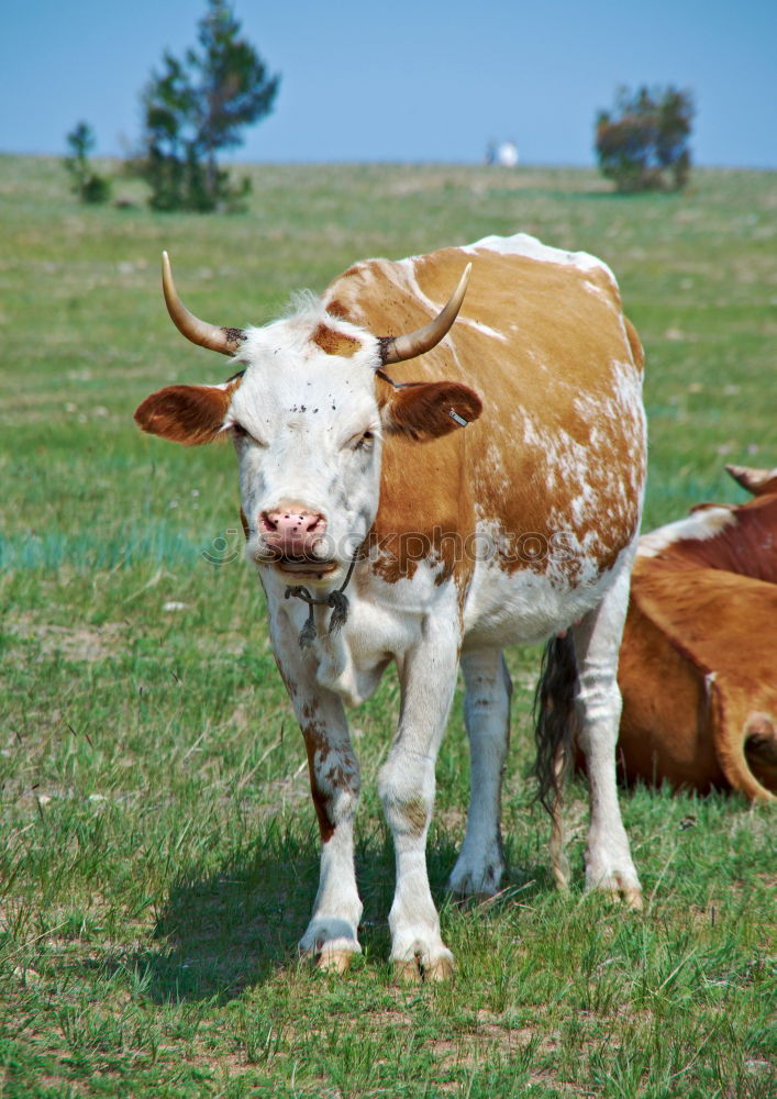 Similar – Allgäu cow Cow Summer