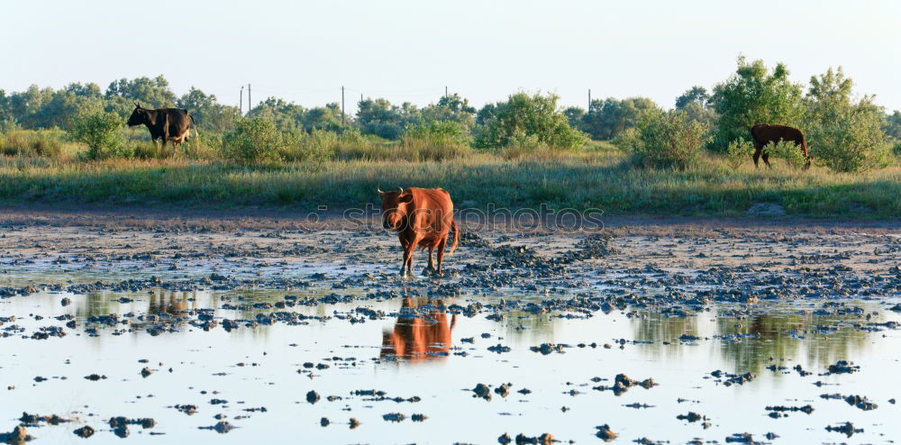 Similar – Image, Stock Photo Many in the Gobi Mongolia