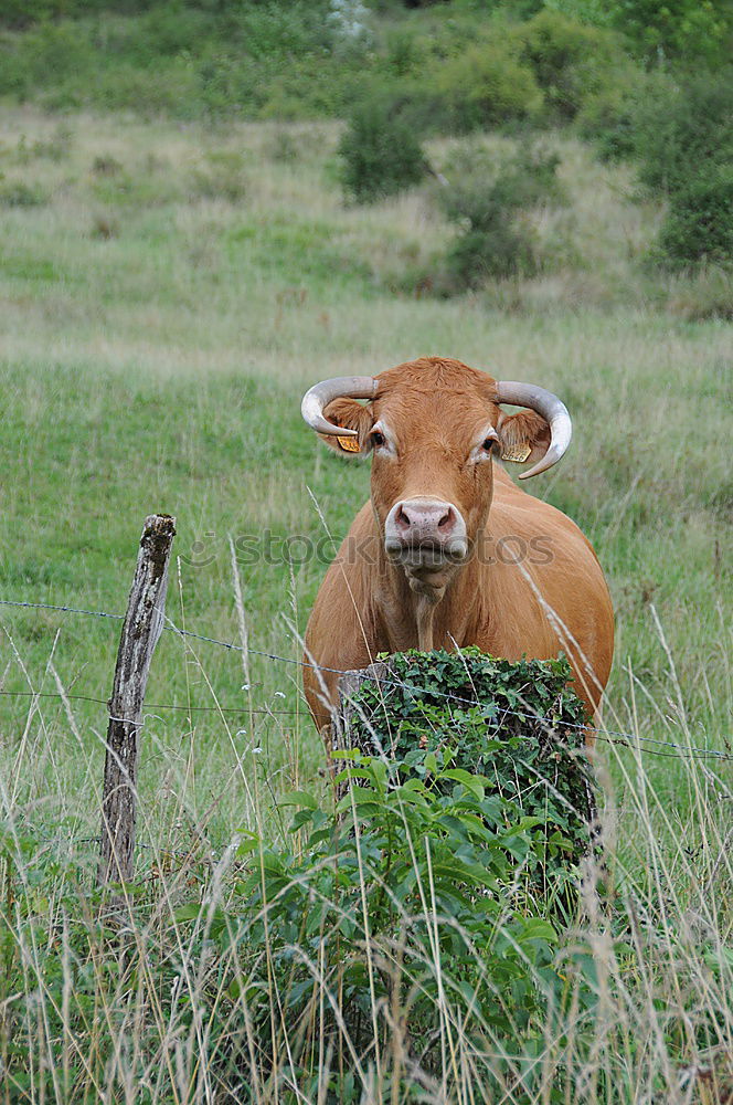 Similar – Image, Stock Photo Hirtamadl Agriculture