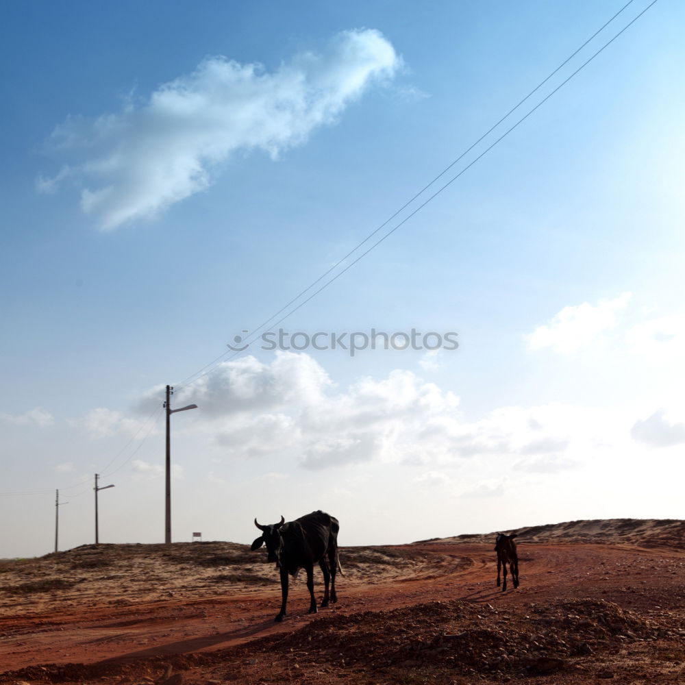 Similar – Image, Stock Photo Cuban Prairie