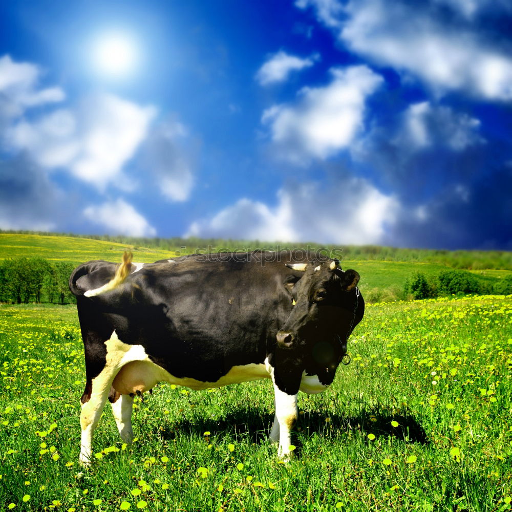 Similar – Image, Stock Photo organic milk Cow