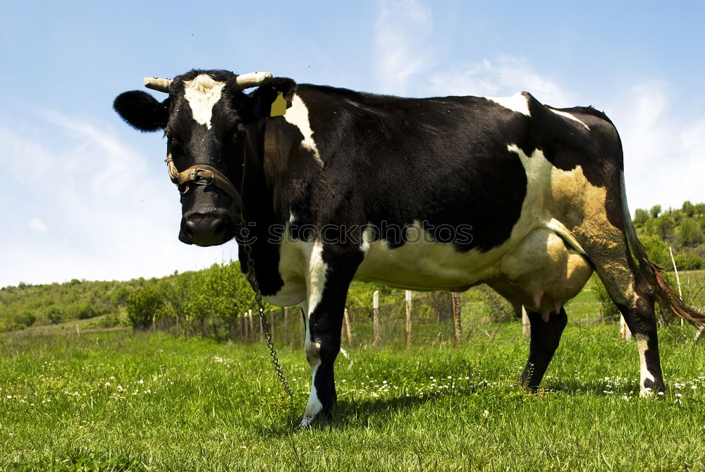 Similar – Image, Stock Photo organic milk Cow