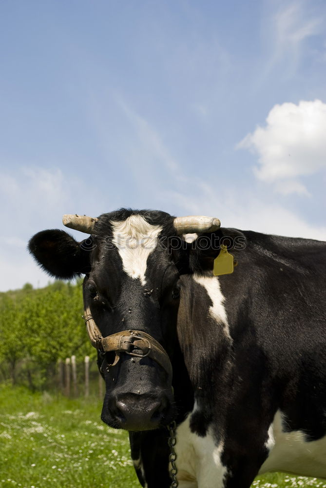 Similar – … at a picnic! Cow Grass