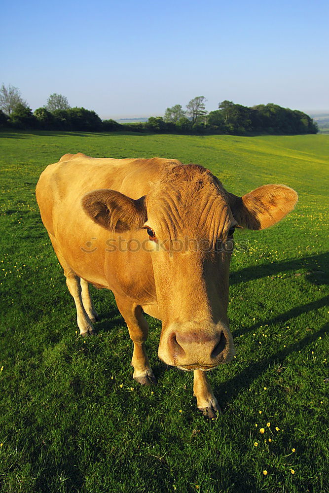 Similar – Foto Bild Kühe Kuh Rind Wiese Gras