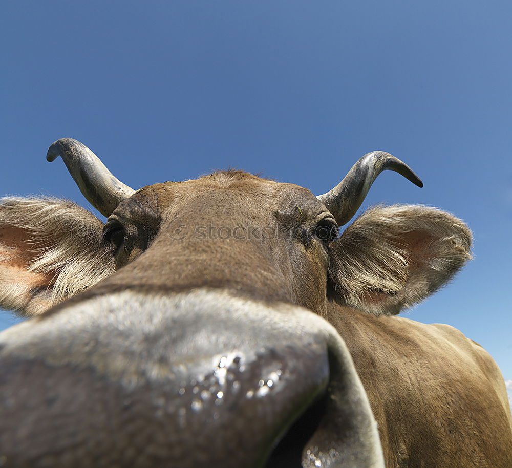 Image, Stock Photo Cow stretches out nose