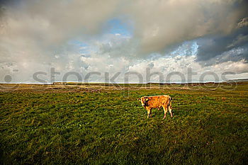 Similar – Image, Stock Photo Irish outsider Landscape