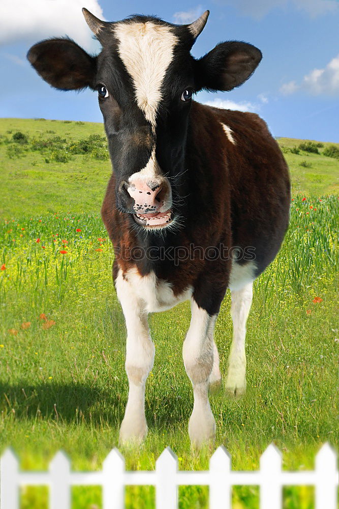 Similar – Bella II Grass Meadow