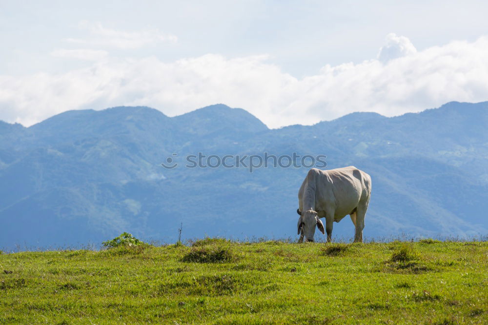 Similar – Image, Stock Photo swiss cow Environment