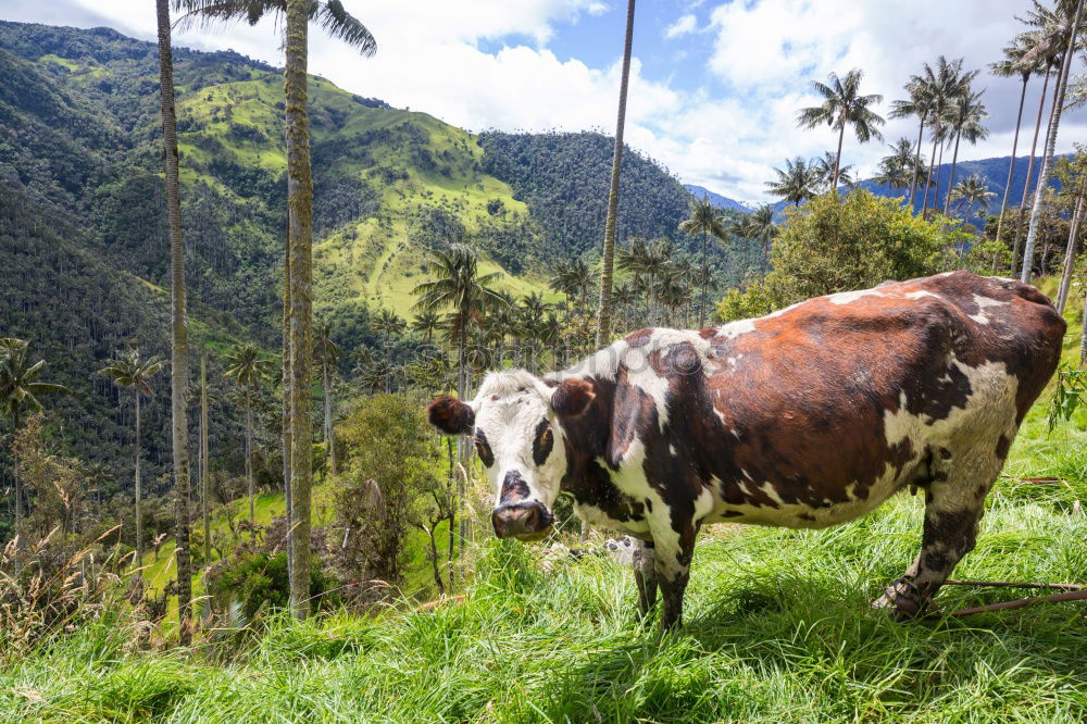 Similar – Pitztal cows Mountain