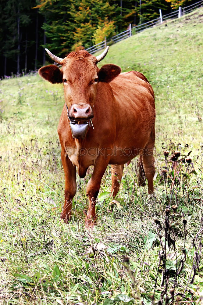 Similar – Image, Stock Photo Cow in the Bavarian Alps