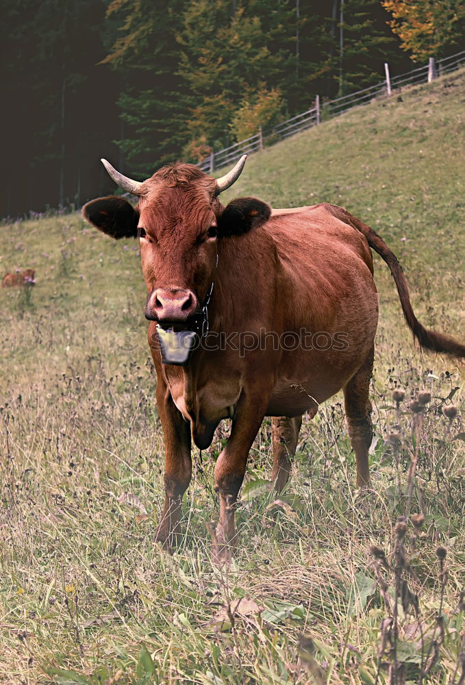 Similar – Image, Stock Photo Hirtamadl Agriculture