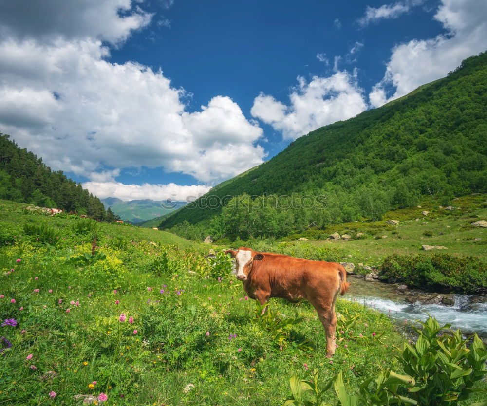 Similar – Image, Stock Photo thirst Landscape Water