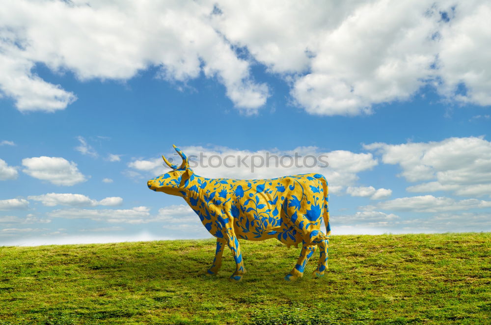 Similar – Scottish Highland Cattle from Usedom