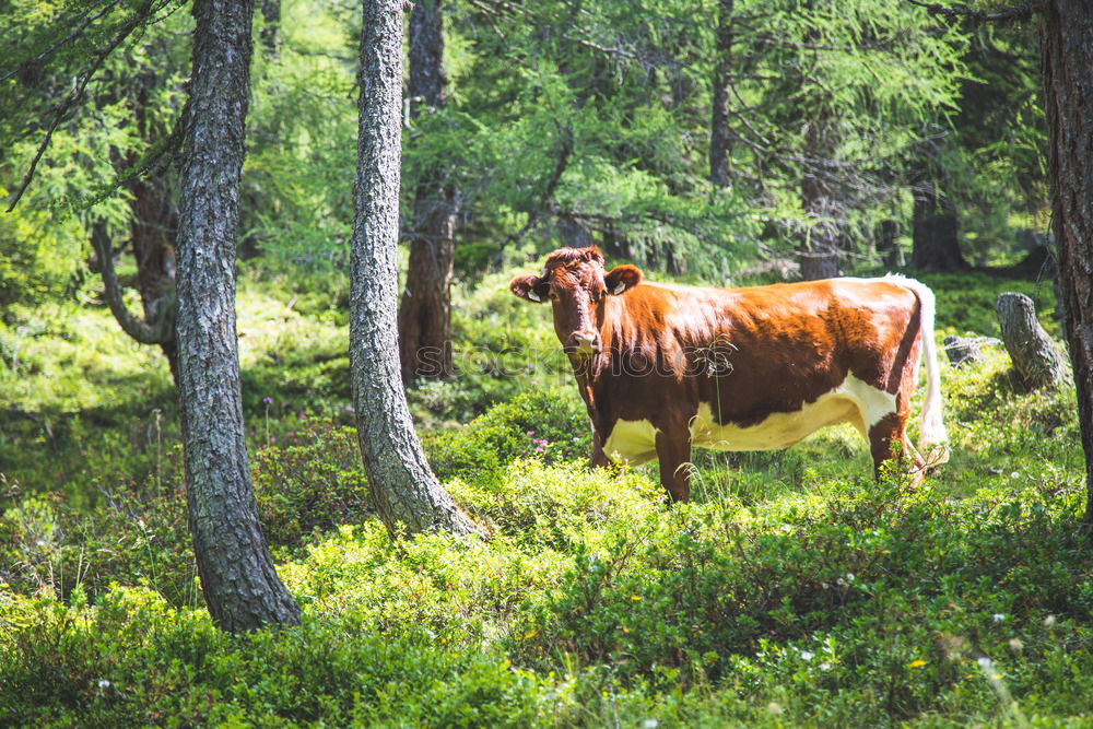 Similar – Image, Stock Photo Cow in the Bavarian Alps