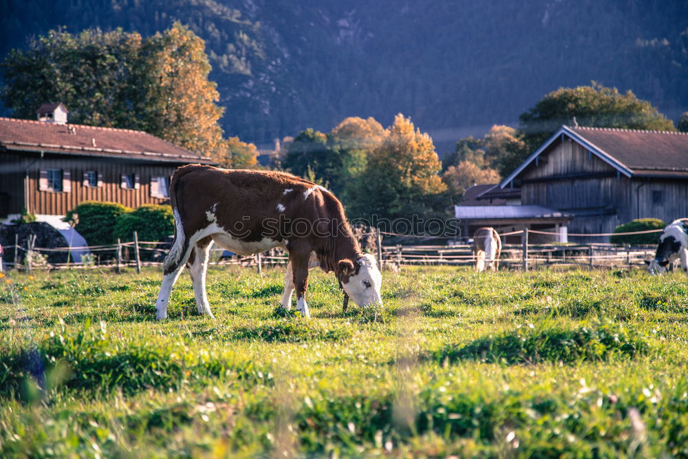 Similar – Schönes Eselleben