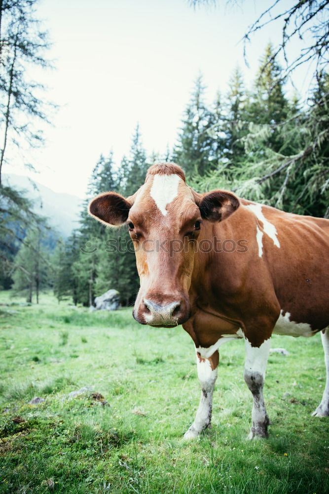 Similar – Foto Bild Muh. Essen Milch Umwelt