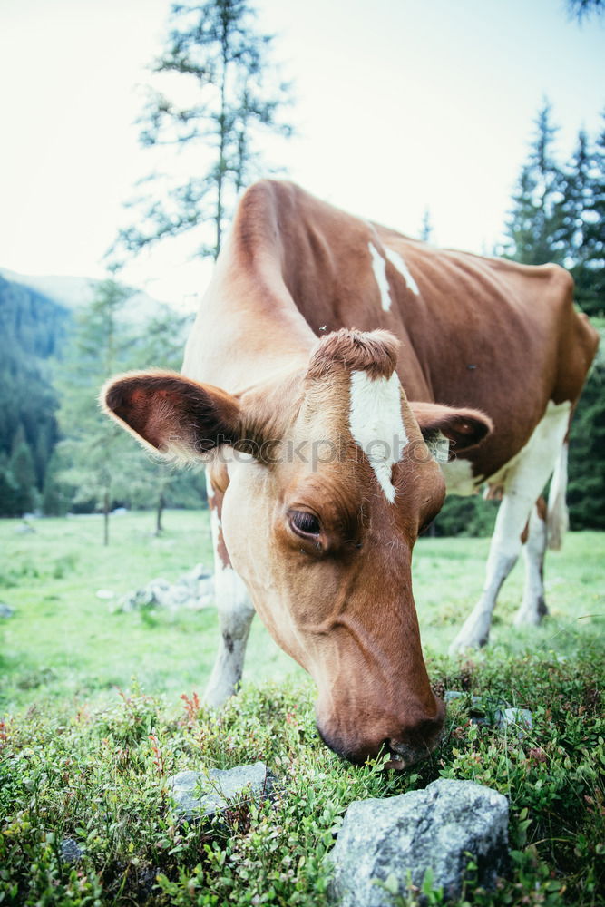 Similar – Image, Stock Photo Cow on the Rotwand Upper Bavaria