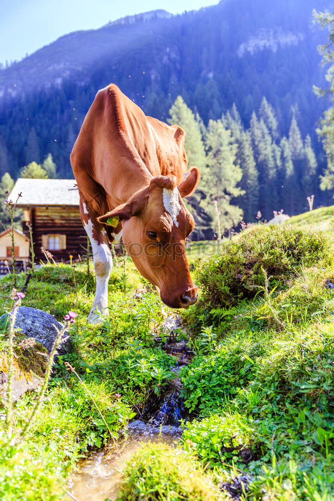 Similar – Image, Stock Photo Mooing cow Mountain Hiking