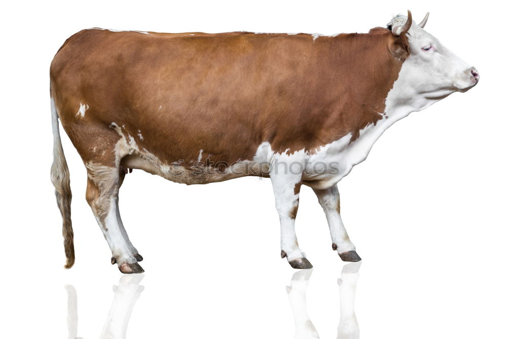 Similar – milky way Cow Agriculture