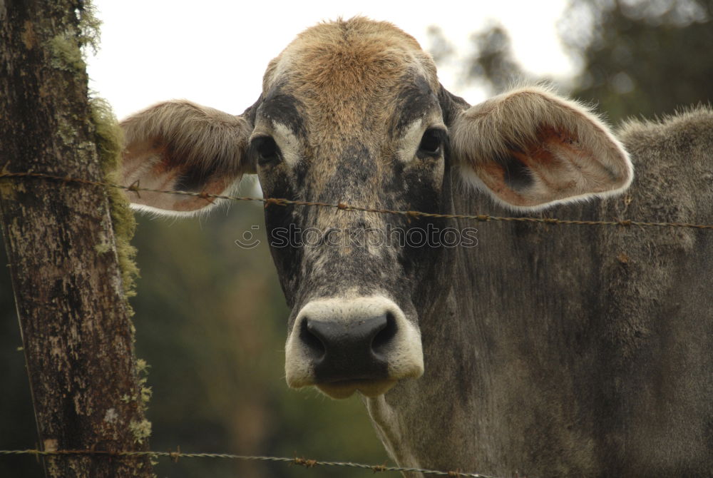 Similar – Image, Stock Photo Crossing the border? | Uffbasse!