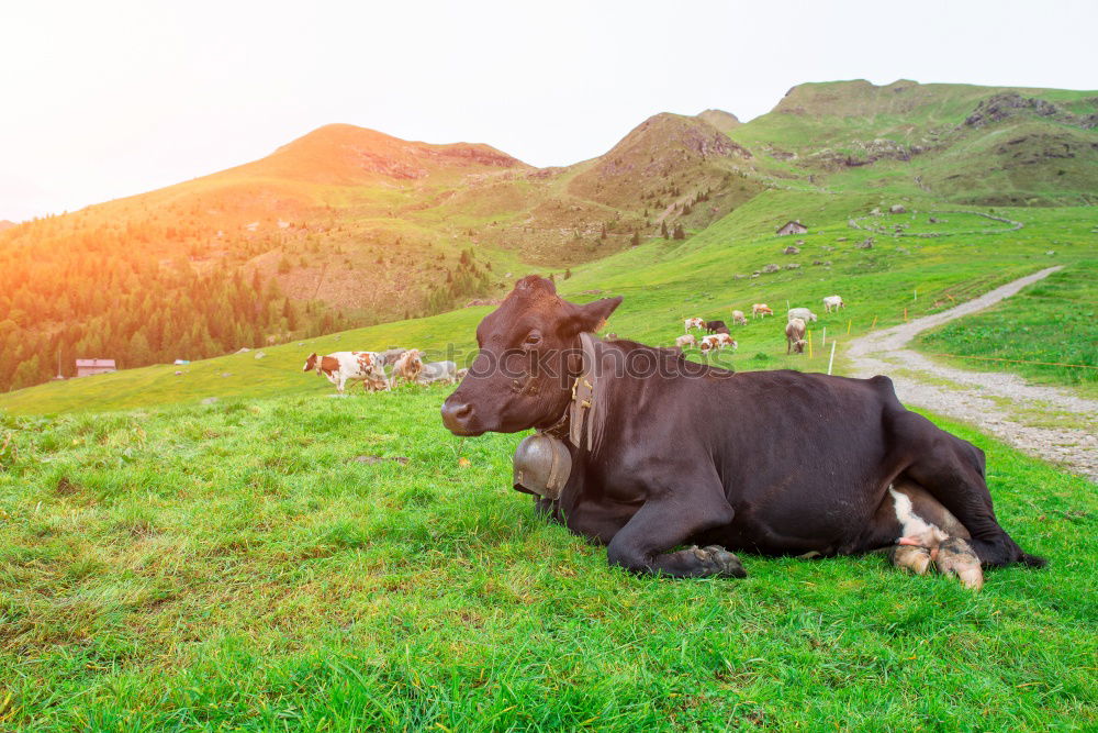 Similar – Image, Stock Photo Cow and horse Environment