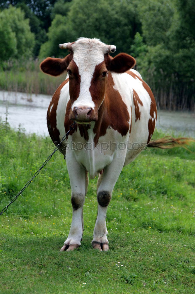 Similar – Image, Stock Photo When I’m cuddled …. Cow