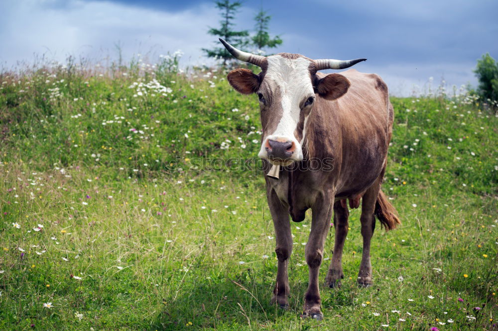 Similar – Scottish Highland Cattle from Usedom