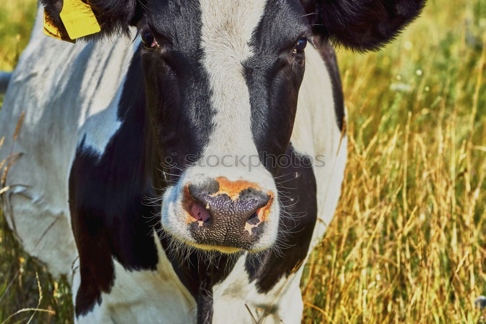 Similar – moo 2 Cow Moo Animal