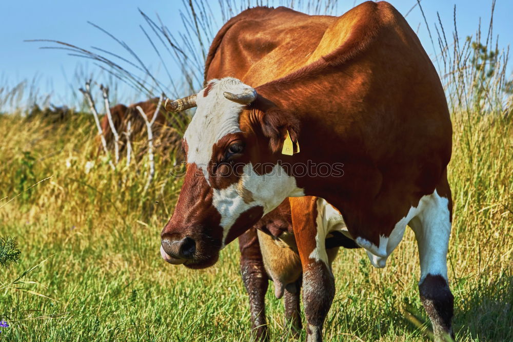 Similar – Image, Stock Photo 1x knuckle of veal Animal