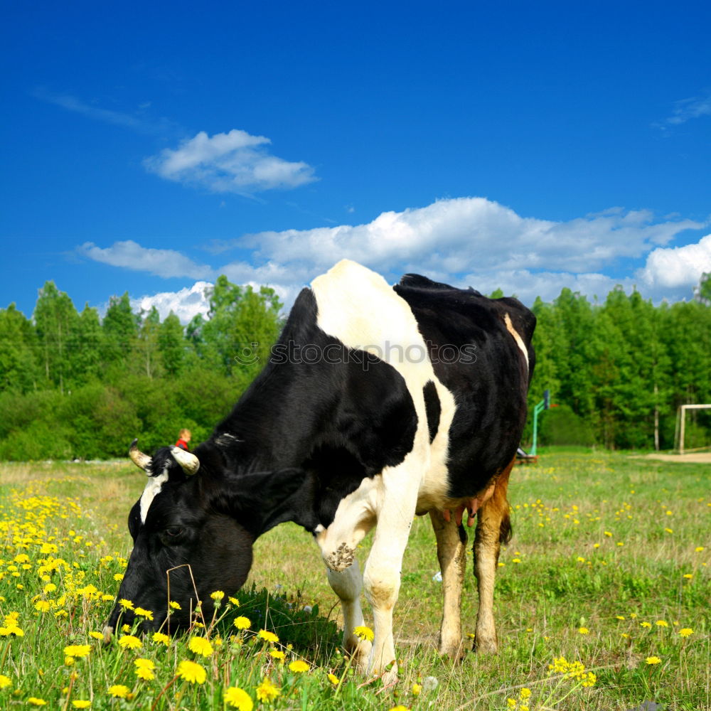 Similar – Allgäu cow Cow Summer