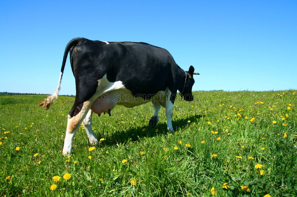 Similar – Allgäu cow Cow Summer