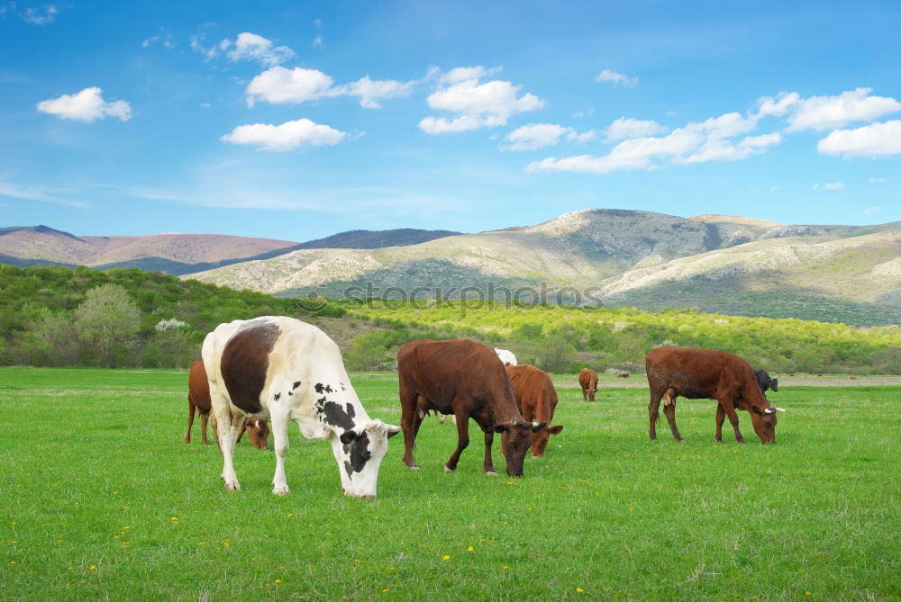 Similar – Three cows and a sky that turns blue