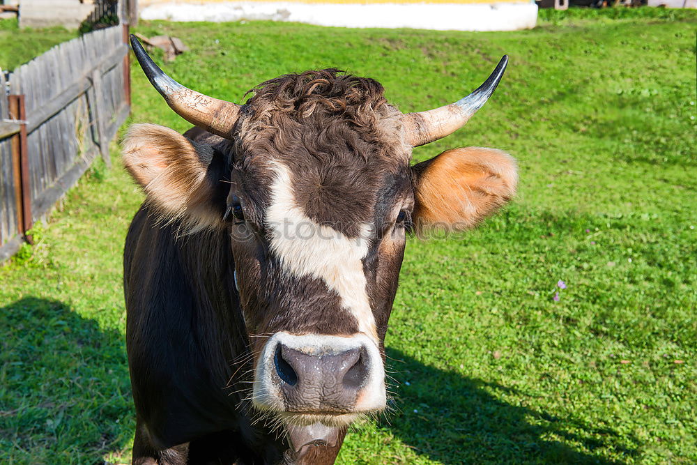 Similar – Image, Stock Photo Beef on the way to the mountains