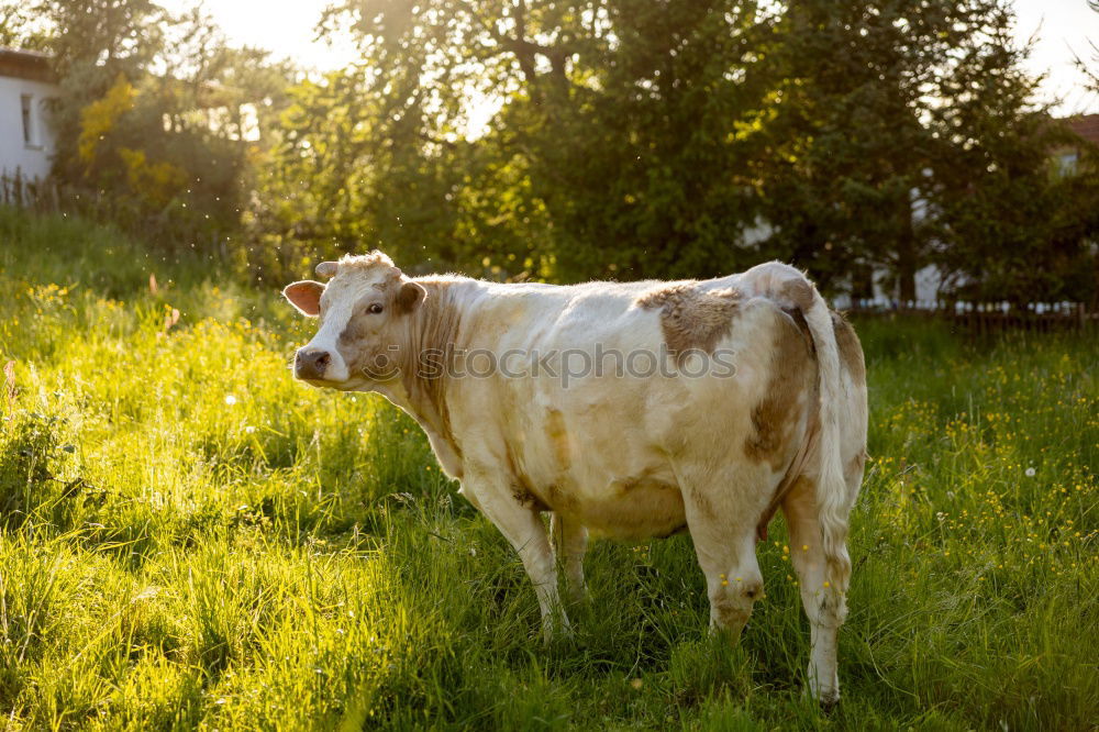 Similar – Image, Stock Photo Cow in the Bavarian Alps