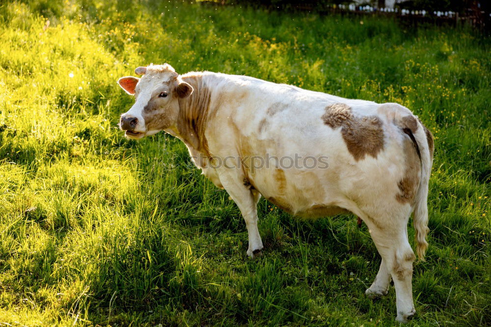 Similar – Image, Stock Photo Cow in the Bavarian Alps