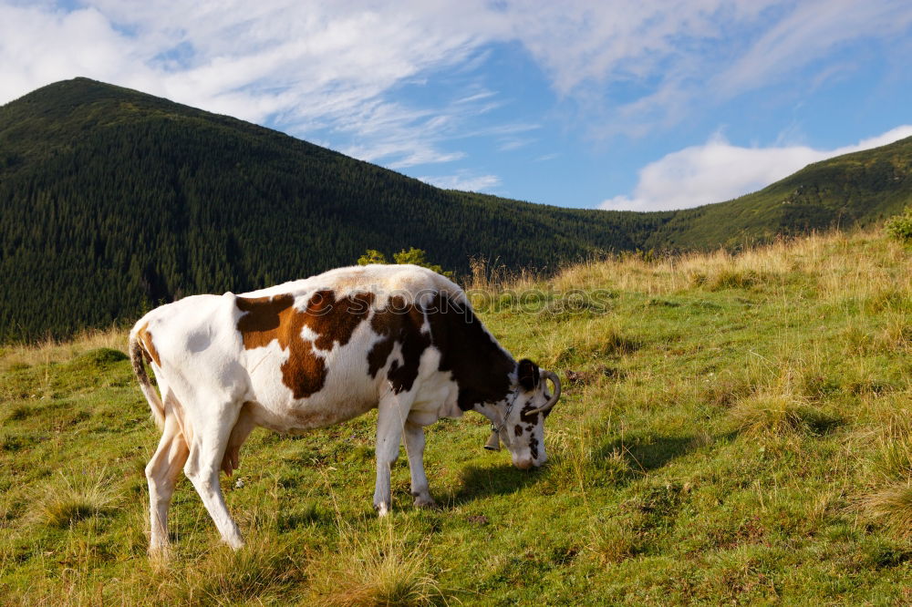 Similar – Image, Stock Photo Cow and horse Environment