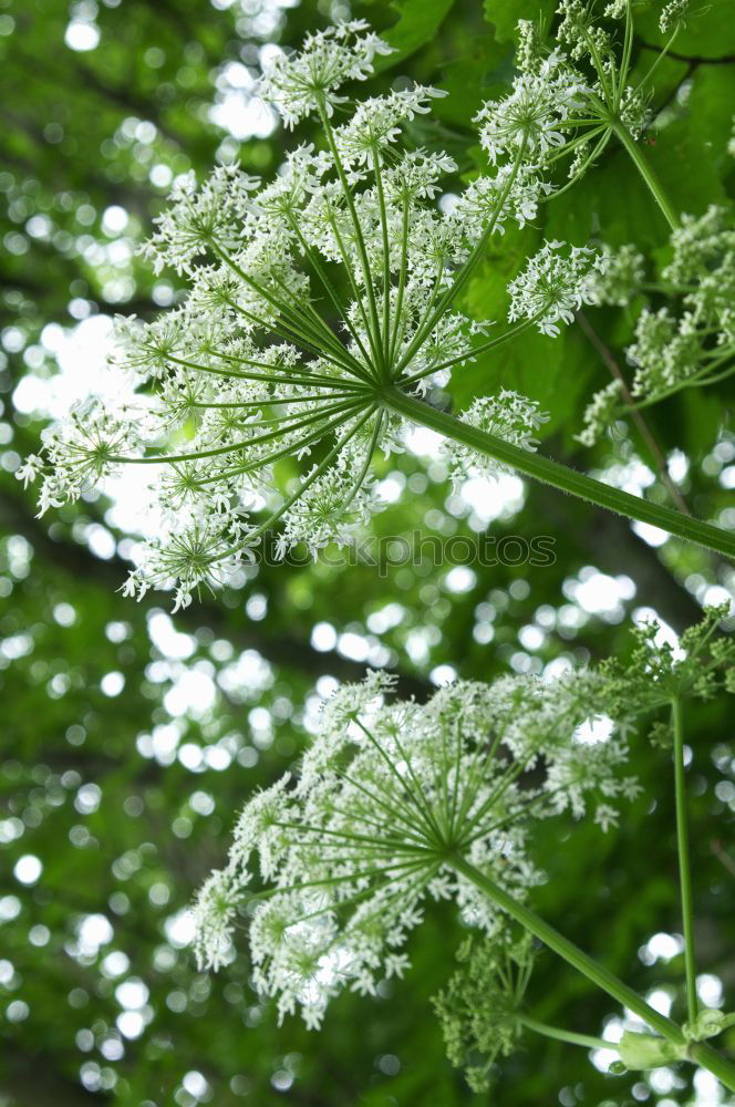 Foto Bild feuerwerk Blume grün klein