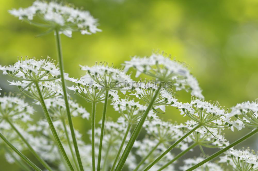 Similar – Foto Bild weiße Blüten einer Sommerwiese mit Sonnenschein