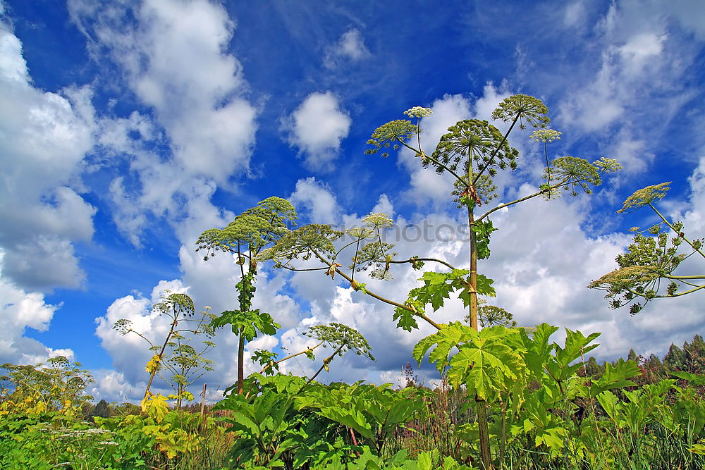 Similar – Image, Stock Photo Off to heaven Flower