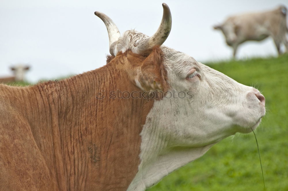 Similar – Image, Stock Photo Beef on the way to the mountains