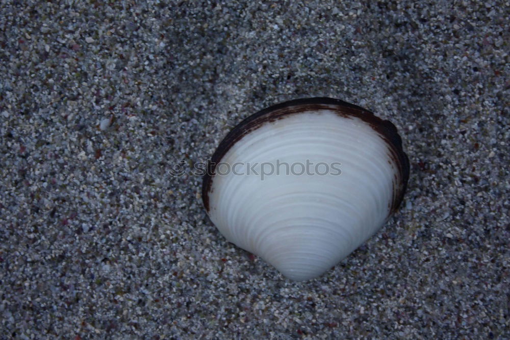 Similar – Image, Stock Photo seashell Nature Sand Blue