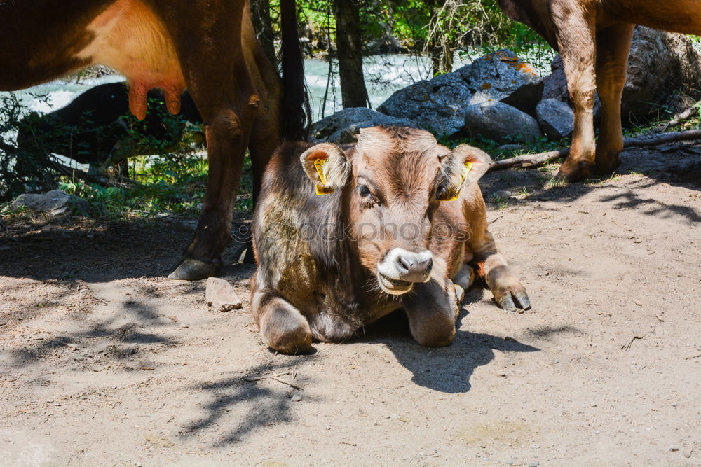 Similar – Image, Stock Photo berta, the nanny-goat.