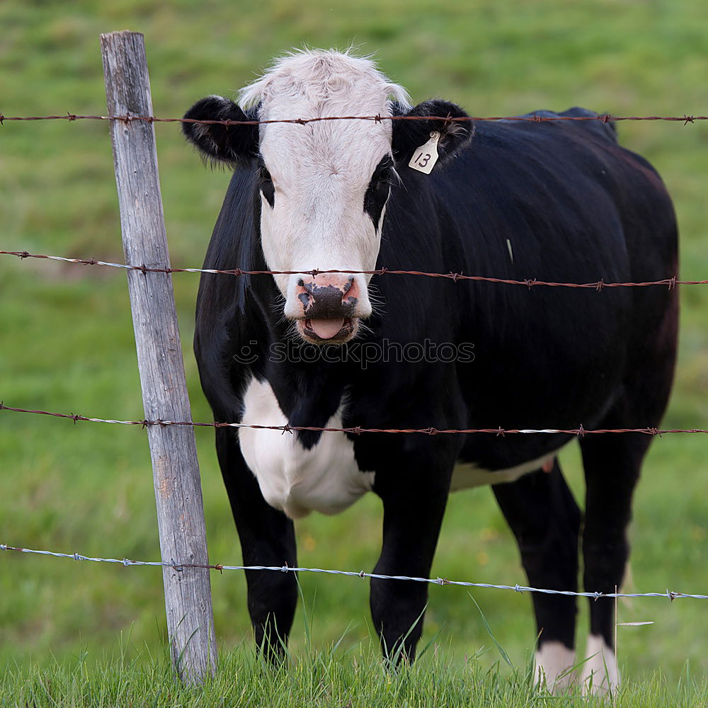 Similar – Image, Stock Photo The dark side | The dark (out)side. Wet black cow