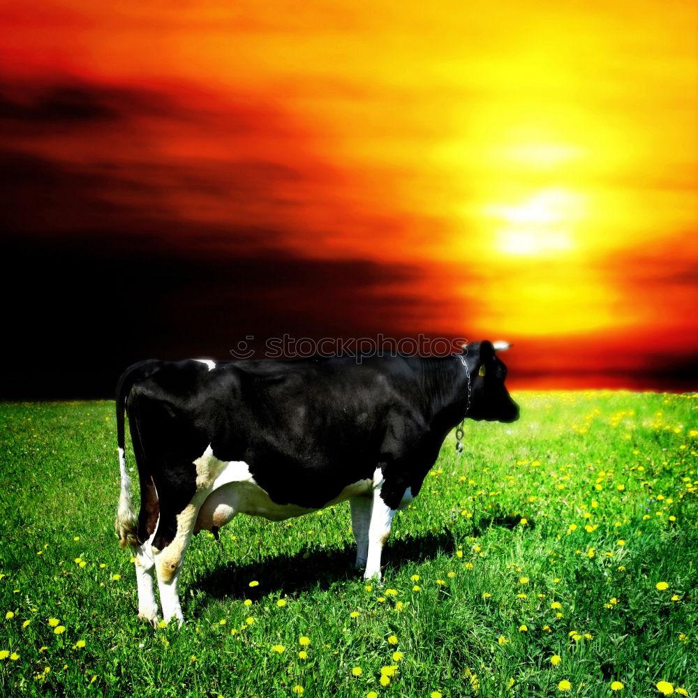 Similar – Cow rest Nature Animal Sky