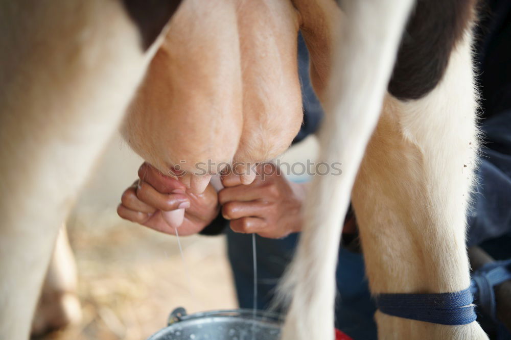 Similar – Image, Stock Photo milkers Food Milk