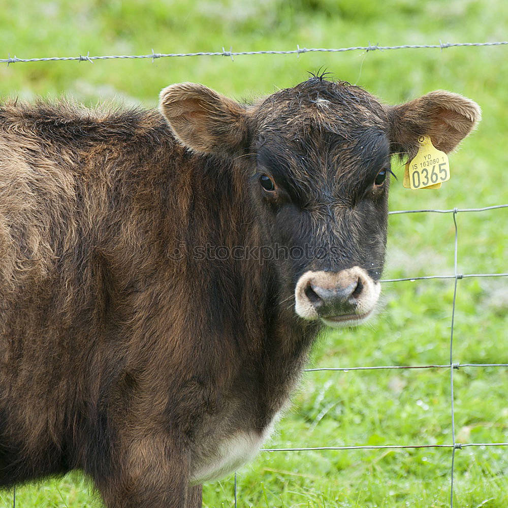 Similar – Image, Stock Photo calf Environment Nature