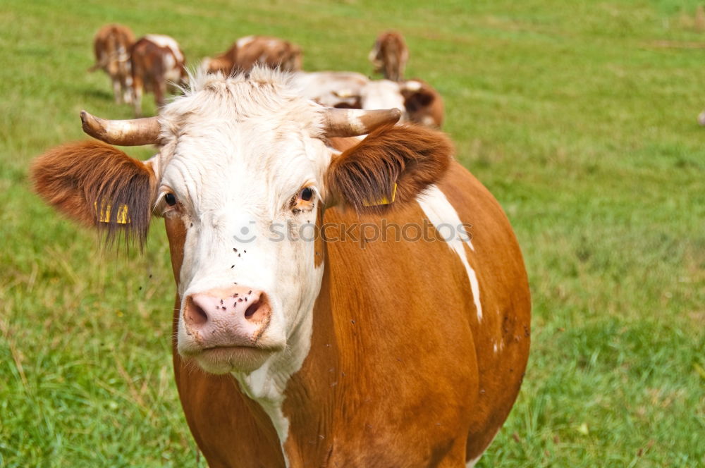 Similar – cow-child Nature Animal